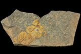 Interesting Cluster Of Edrioasteroid (Spinadiscus) Fossils - Morocco #115923-1